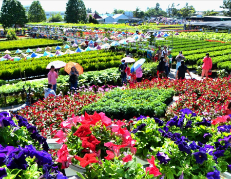 TOUR TẾT MIỀN TÂY | ĐỒNG THÁP | LÀNG HOA SA ĐÉC